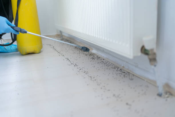 Best Wasp Removal Services  in Wintersville, OH